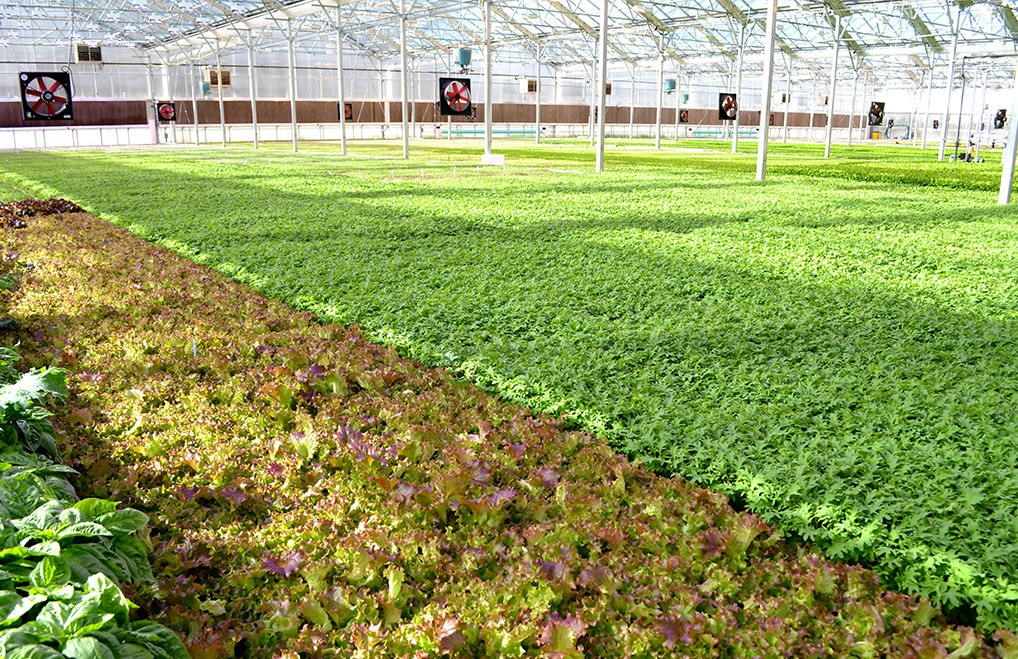 Brightfarms Fresh Baby Greens Grown For Locals