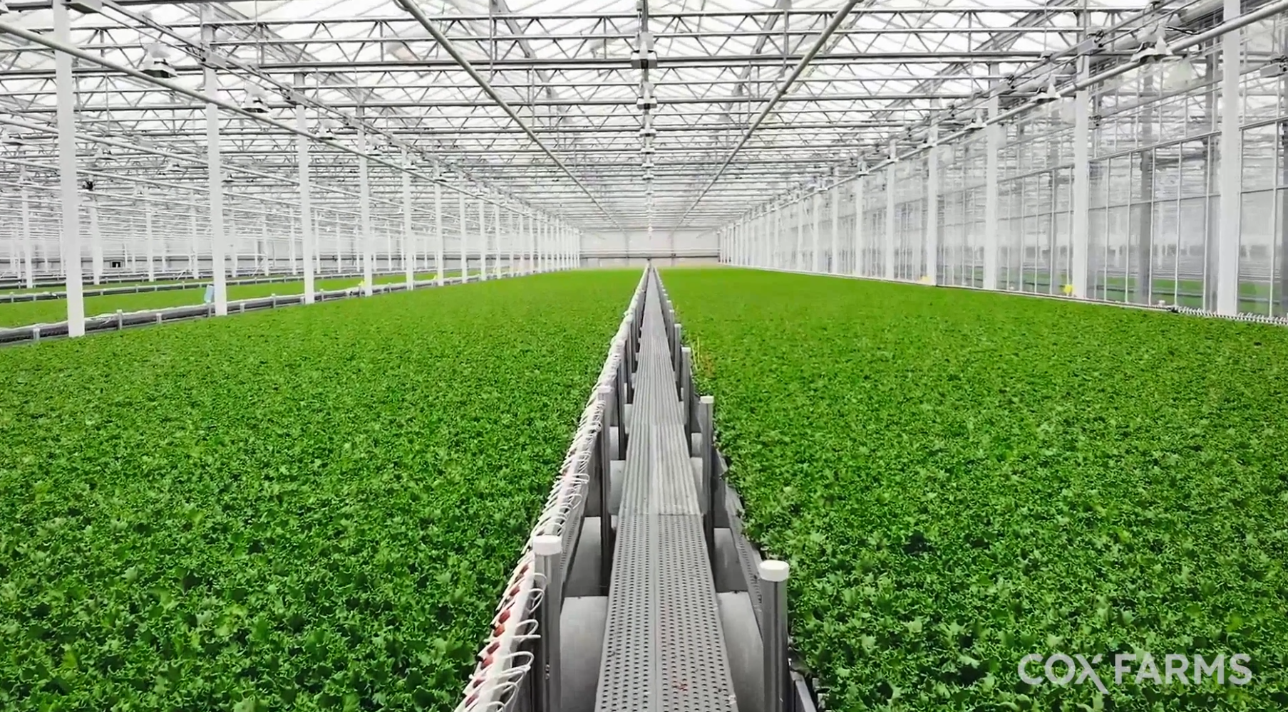 Cox Farms Now North America’s Largest Greenhouse Operator